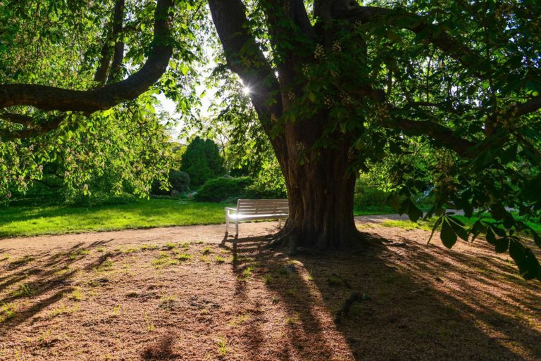 Parc Ombragé